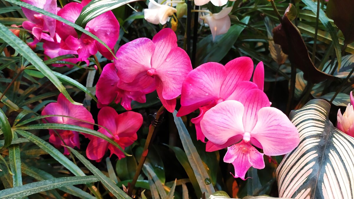 Галина Жукова