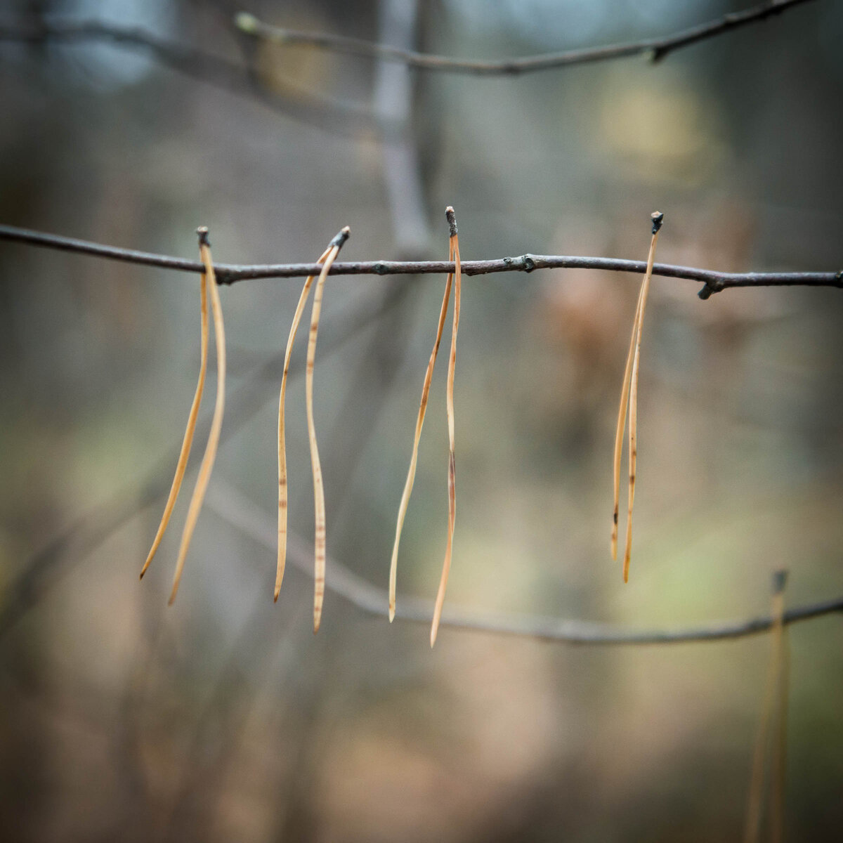 В тишине... . Фото автора