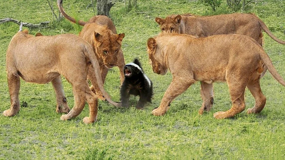 Обезьяна и собака. Смешные картинки животных. Барсук медоед против льва. Лохматые животные. Бои животных в дикой природе.