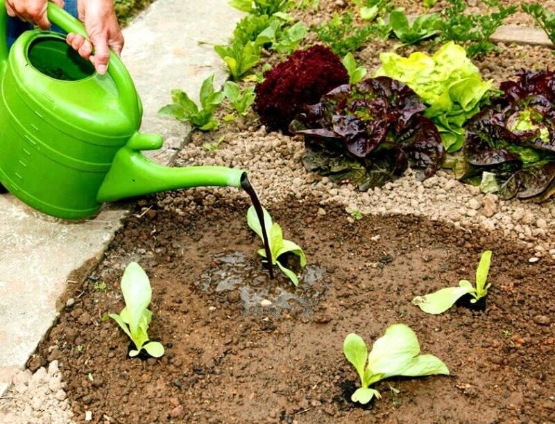 Фото https://www.instagram.com/p/CL3hcVPAIiH/