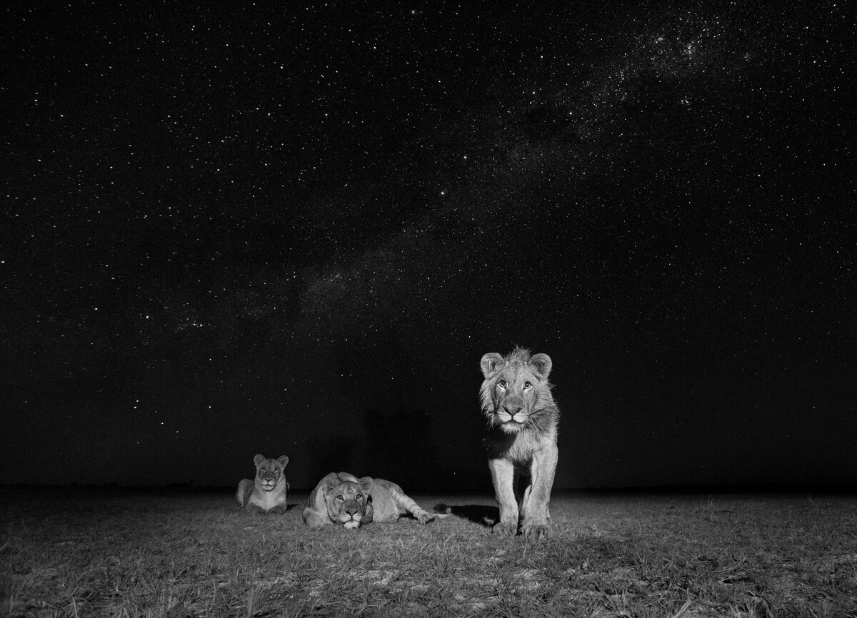 Will Burrard-Lucas