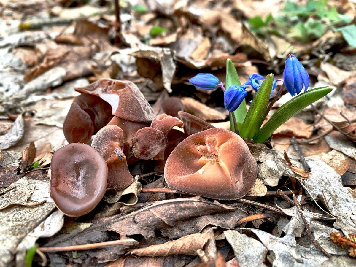 Весенние съедобные грибы фото и название. Весенние грибы Кубани. Весенние грибы Адыгеи съедобные. Древесные грибы Краснодарского края. Весенние грибы съедобные Краснодарский край.