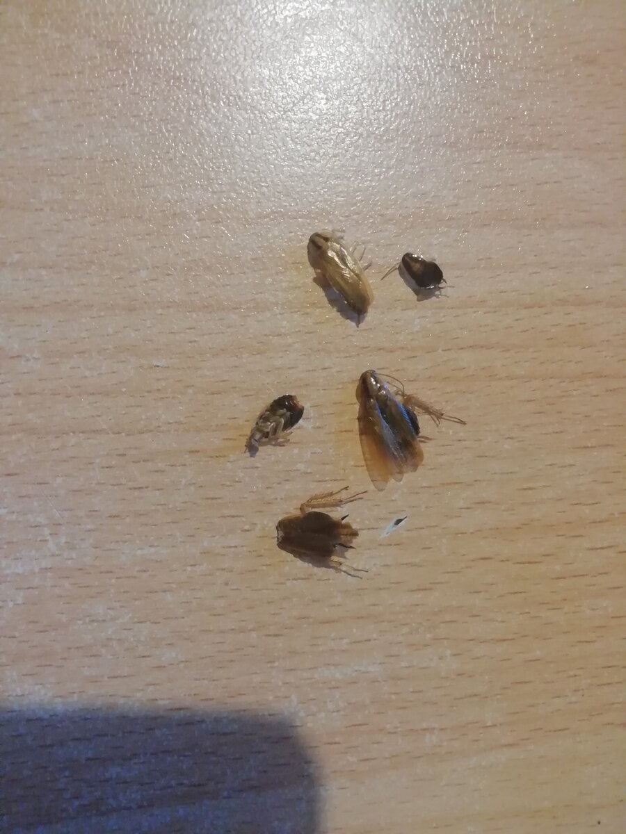 Наши тараканчики. 