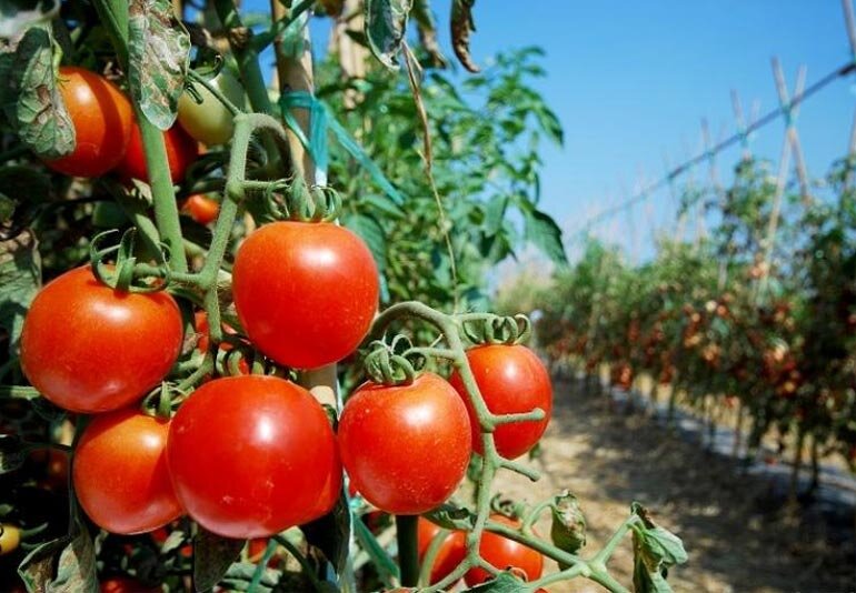 Секрыты и хитрости для выращивания томатов...