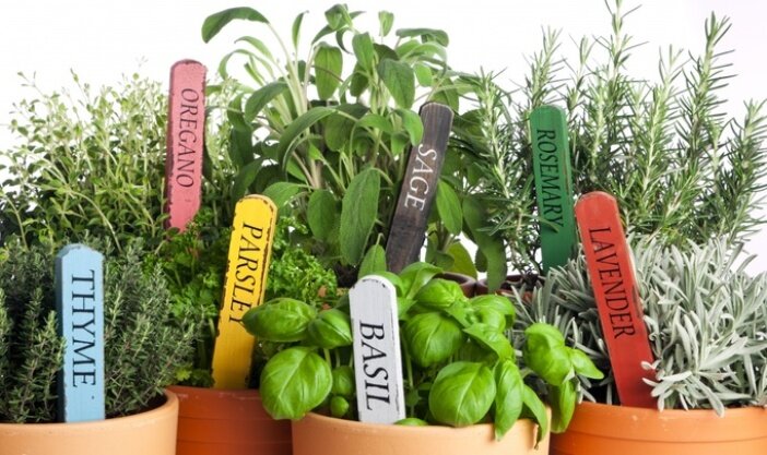 Выращивание кулинарной зелени в домашних условиях