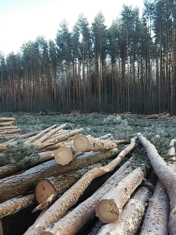 Новая Москва вырубка лесов для застройки