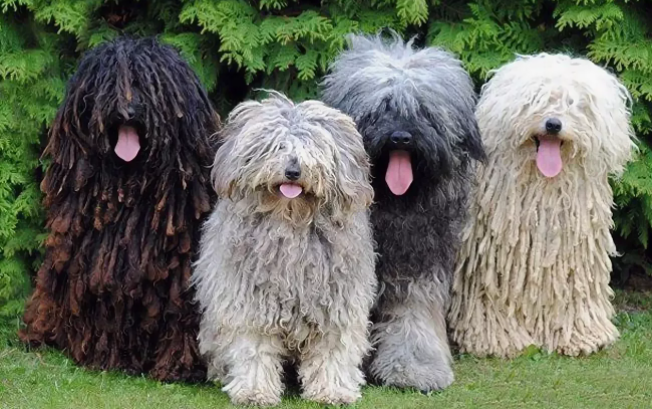 Красавцы пули