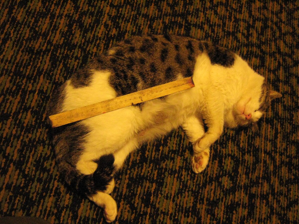 Малыш. Обожал пробовать на коготь обшивку стульев. Отдыхает после очередного хулиганства. Линейка длиной 30 см, это для масштаба. Фото автора.