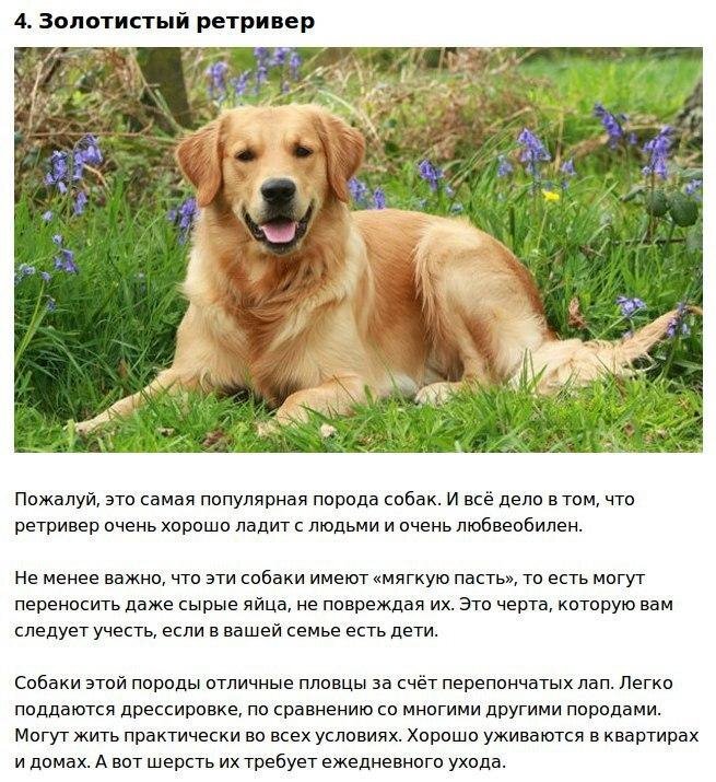 Как выглядят умные собаки Топ-10 самых умных пород собак, которые легко поддаются дрессировке Топ 10! Топч