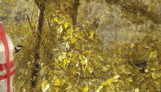 Найдите синичку !! :) :)