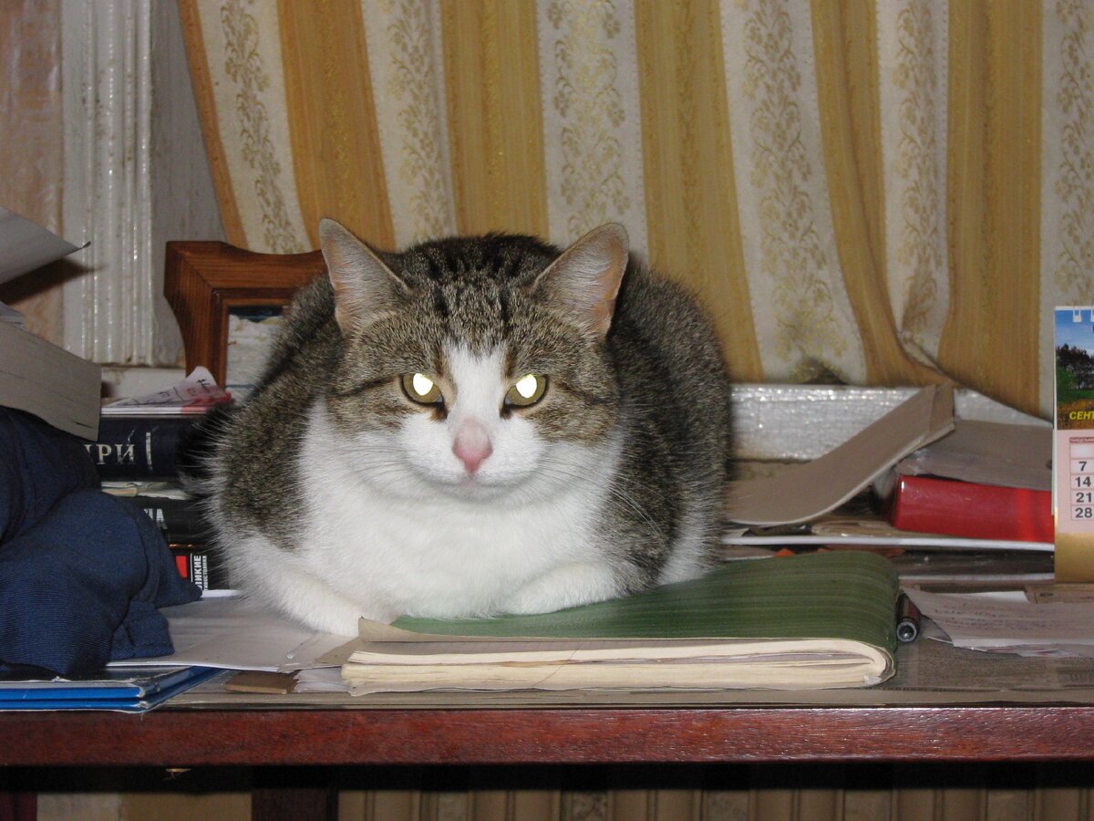 Вишка любит полежать на моем рабочем столе. Фото мое.