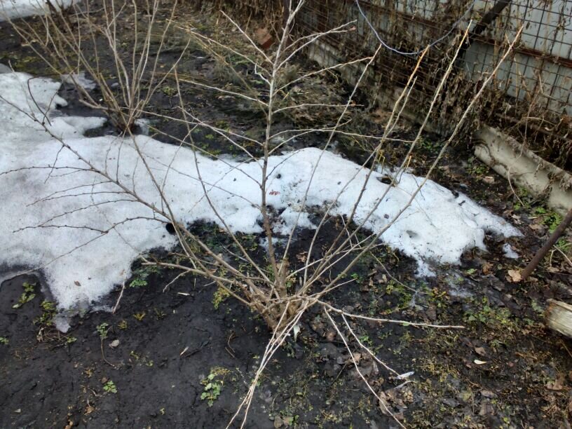 Это молодой куст, но после обрезки и старый таким становится