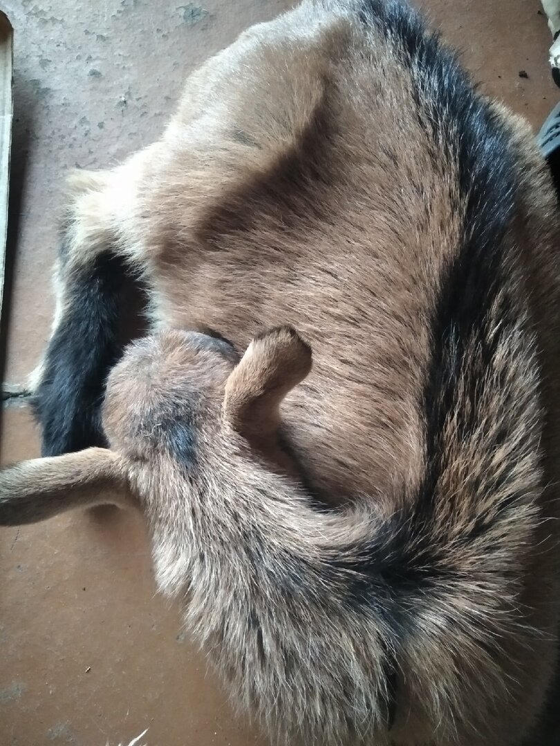 спит у моих ног