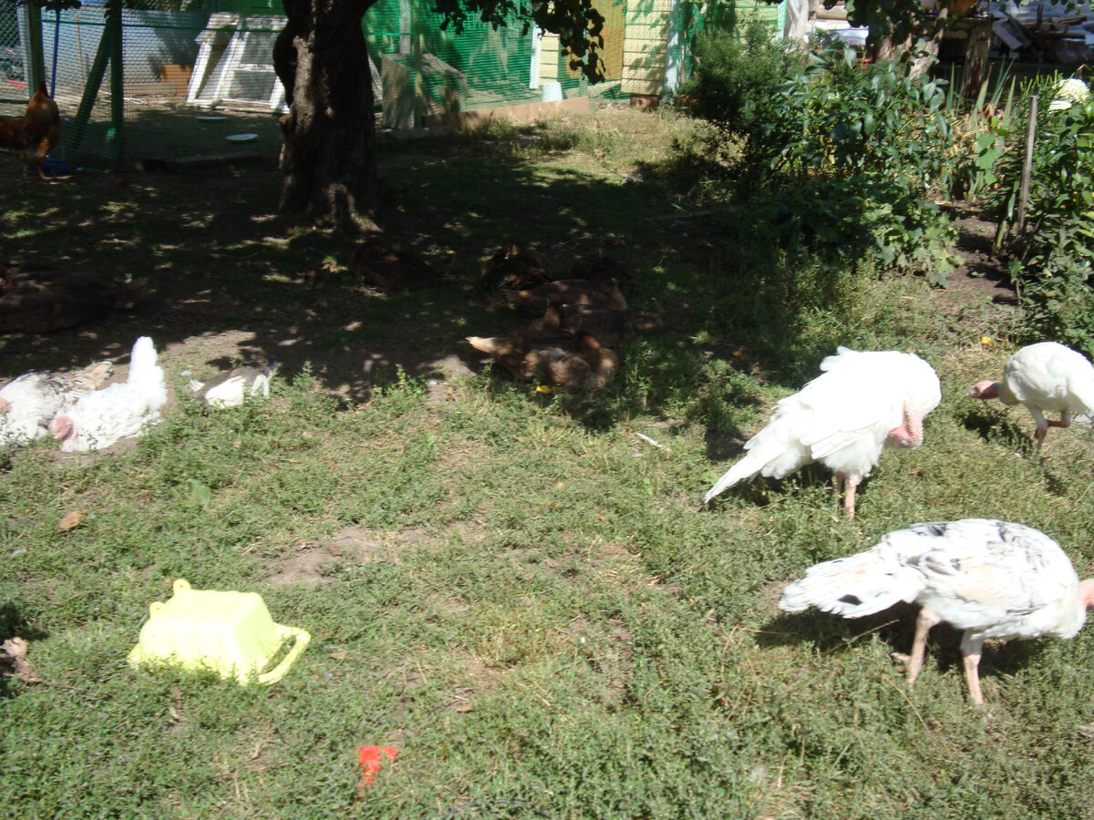 Хорошо  летом в деревне