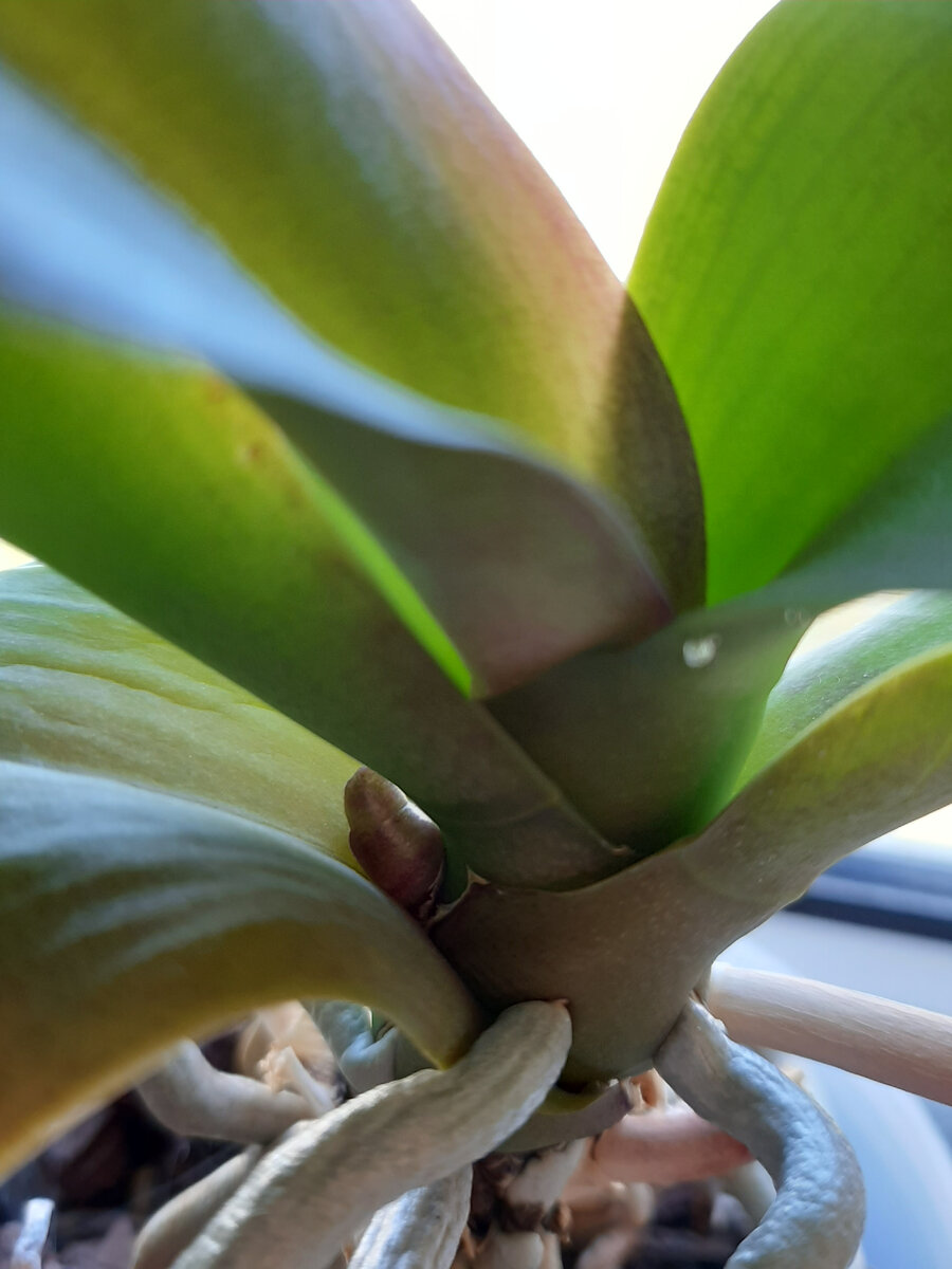 Присутствие башмака