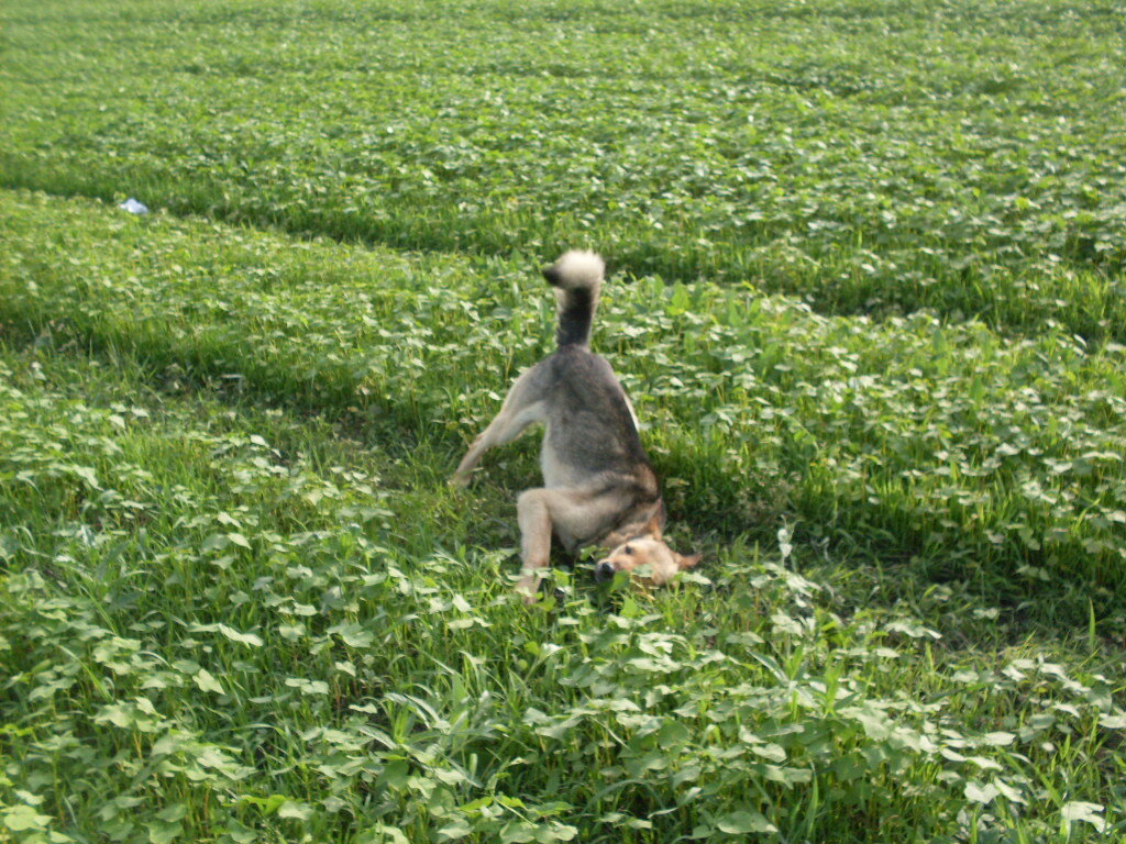                                    Крепыш балуется на гречишном поле. Фото автора.