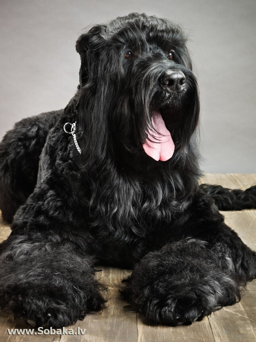 Фото взято из интернета из свободного доступа, без нарушения авторских прав, с обязательным указанием на ссылку правообладателя.