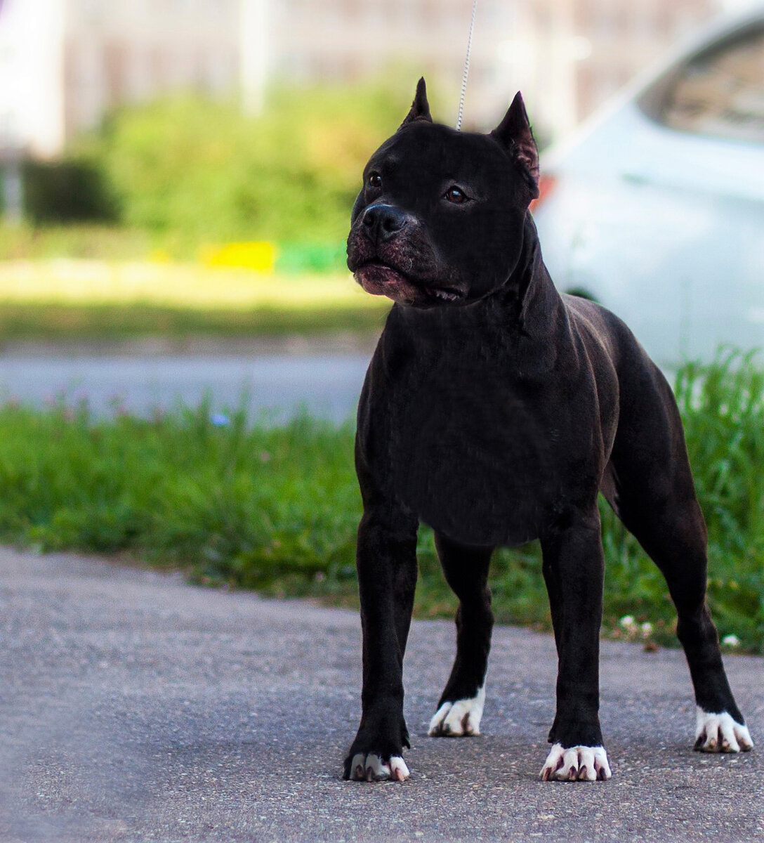 Фото взято из открытого доступа сети Интернет