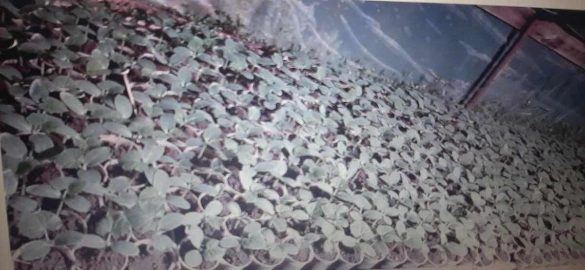 Фото: С личного архива