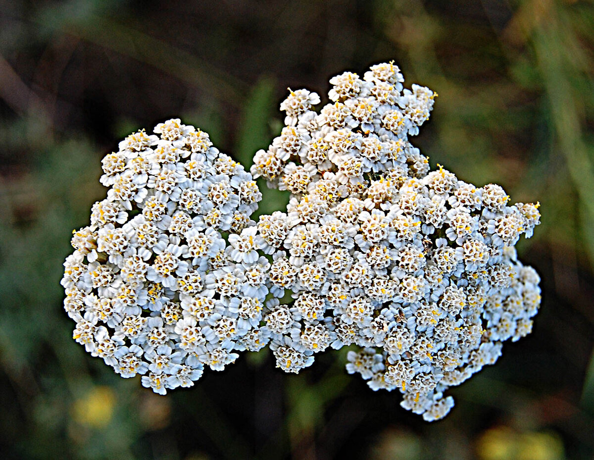 Тысячелистник. Тысячелистник Ахиллея. Тысячелистник благородный Achillea Nobilis. Тысячелистник (Achilléa millefólium). Ахиллея (тысячелистник) millefolium.