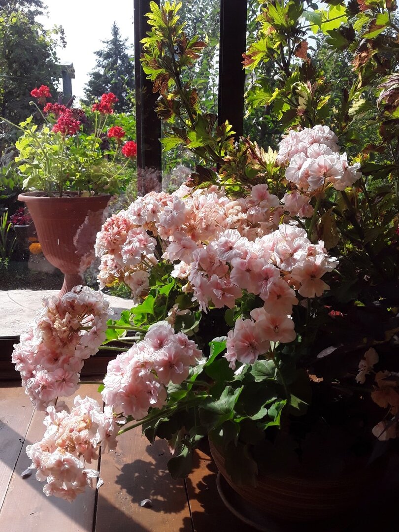 Моя зональная пеларгоний PAC Salmon Komtess