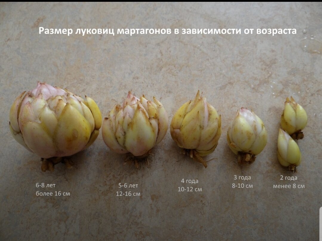 Фото Наталья Мартагон