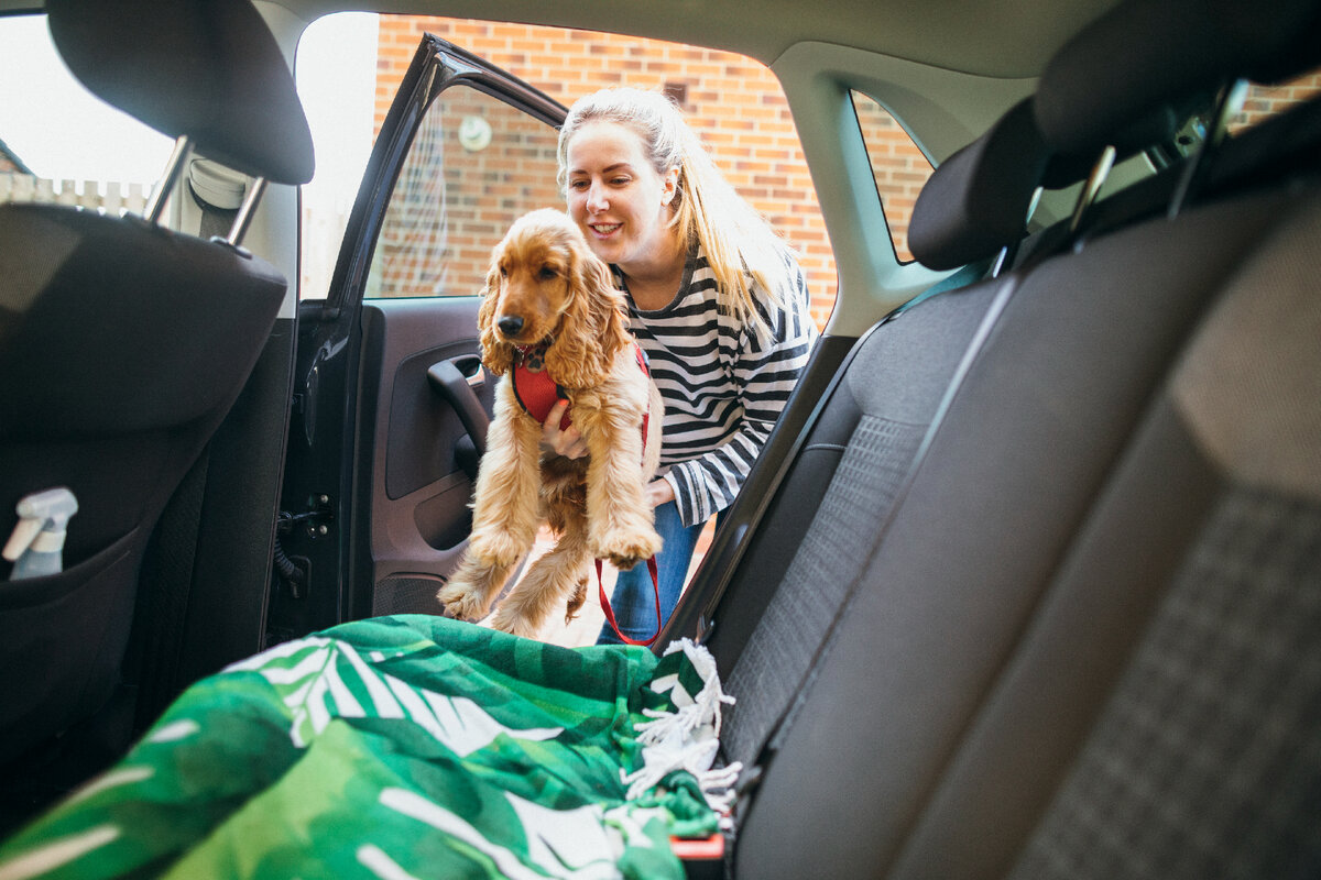 Владелица приучает собаку к машине