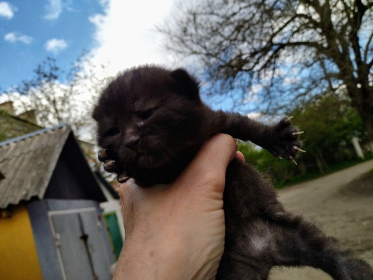 Зато какие у нас страшные когти!