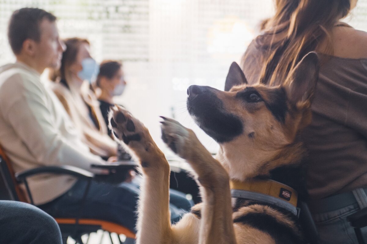 Фото- собственность канала