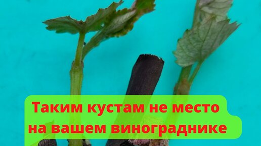 Нет смысла выращивать такие саженцы винограда. На что важно обратить внимание весной виноградарю