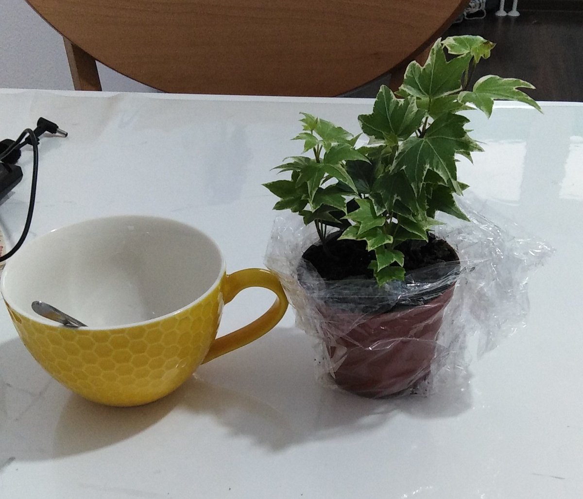 Такой она пришла в мой дом. Верхние листочки очень плохо себя чувствовали. Если присмотреться, можно увидеть на них тёмные пятна.