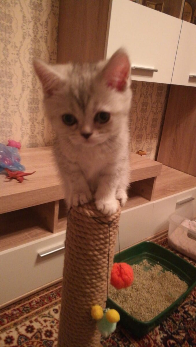 Царь горы🤠