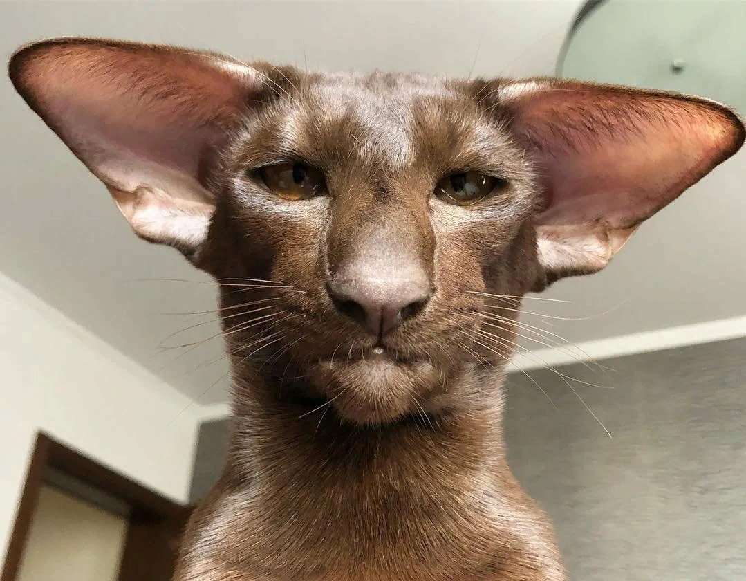 Я красивый, а чего добился ты, юзернейм?.. 