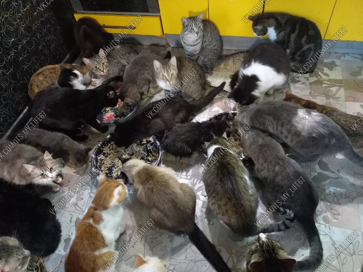 Часть наших подопечных.