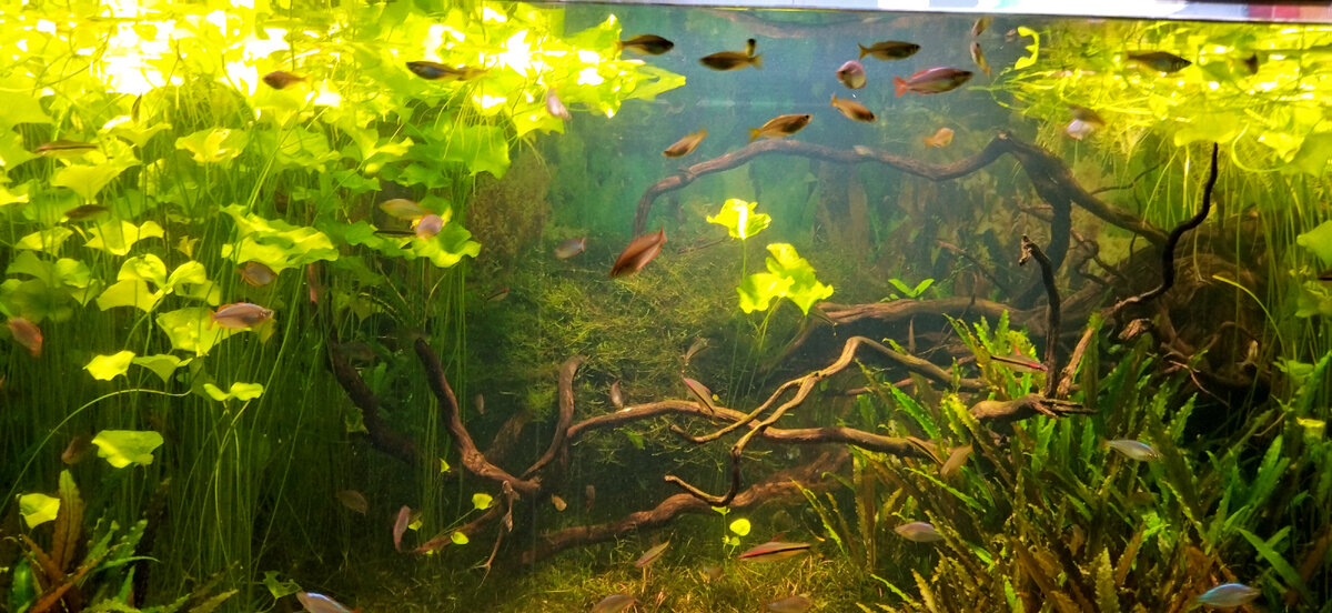 Океанариум в ТЦ РИО на Дмитровском шоссе. Прогулка наша. Фото моë. 