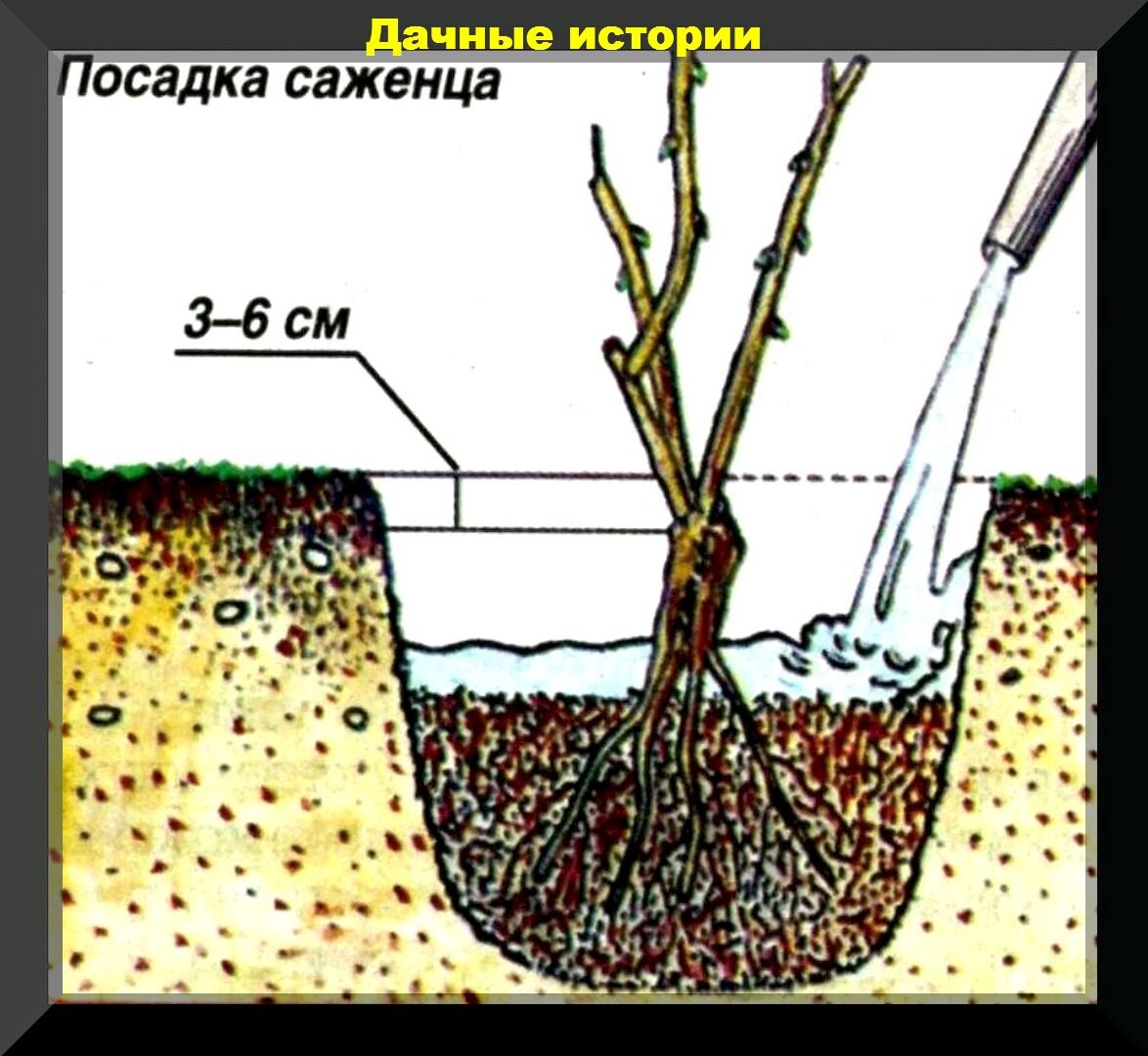 Методы Трансплантации Кустарника в Осеннее Время