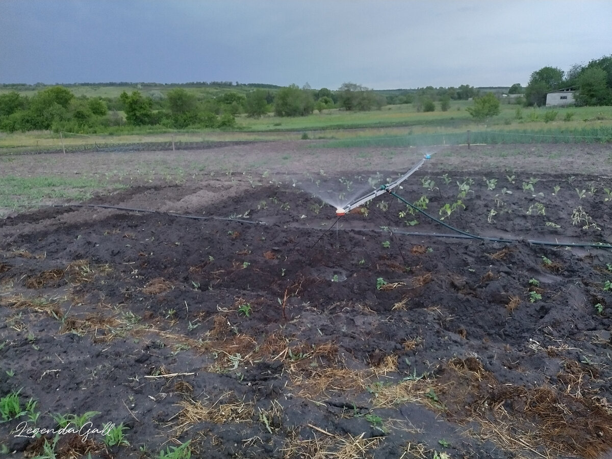 Проливаю свежие посадки