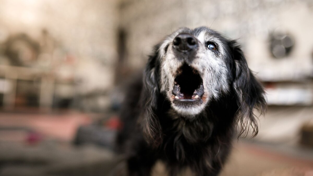 Собака лает. Фото: dogbreeds.name