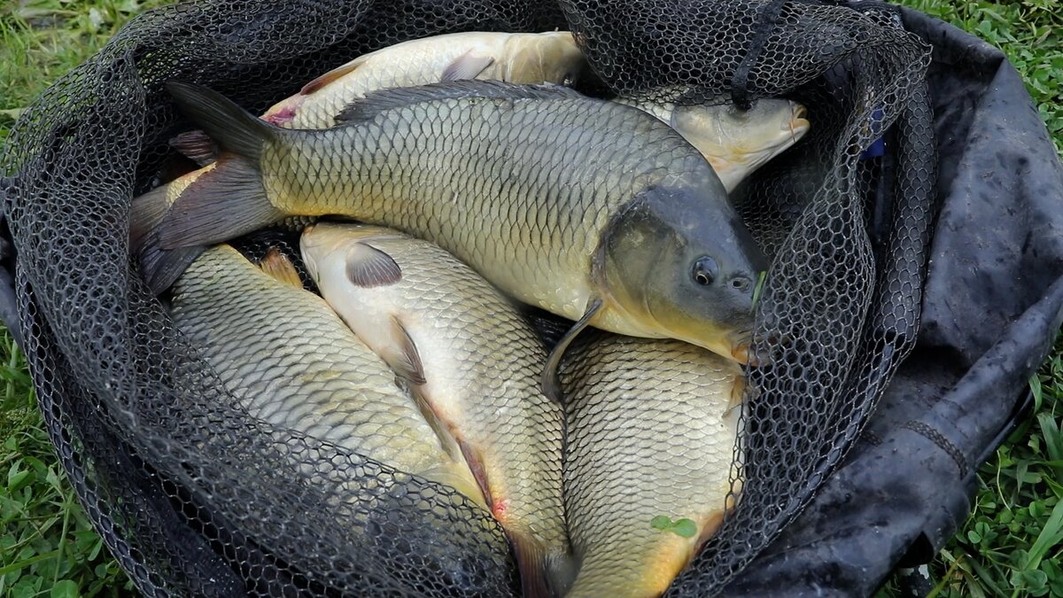 Что нужно взять на рыбалку. Чек-лист для новичков