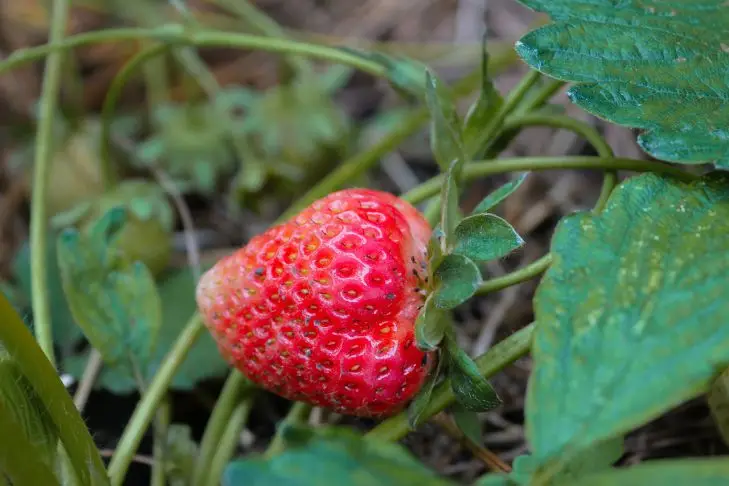 Источник фото - https://goo.su/sp6h