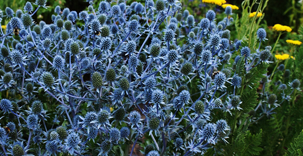 Синеголовник