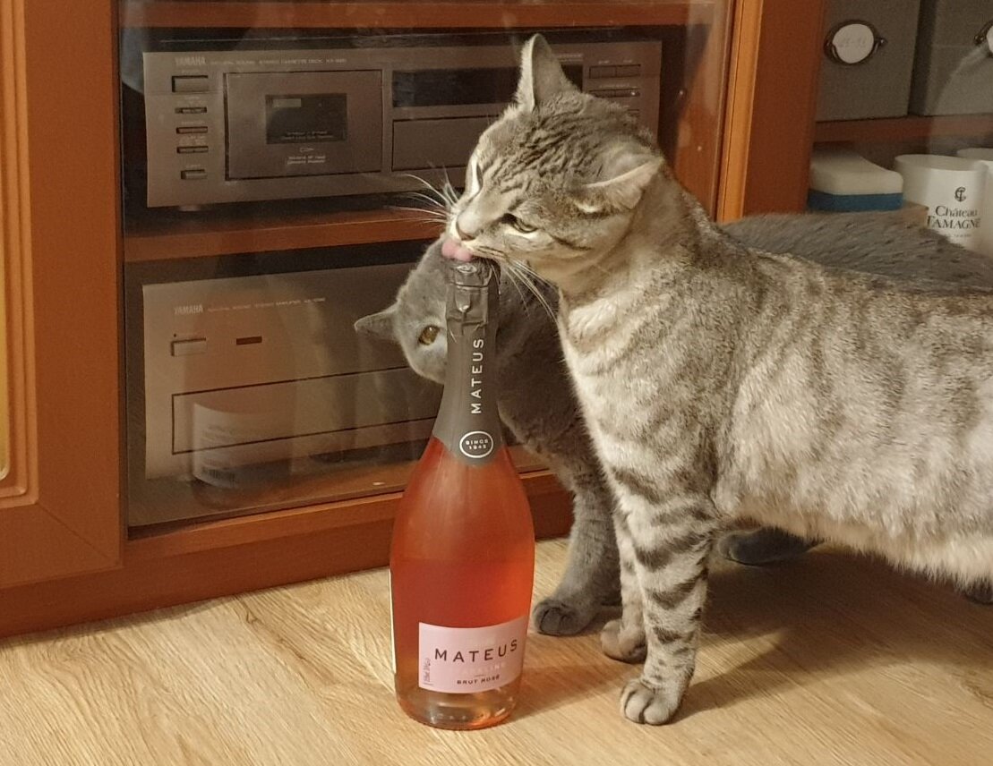 Котики заценили Mateus Sparkling Brut Rose