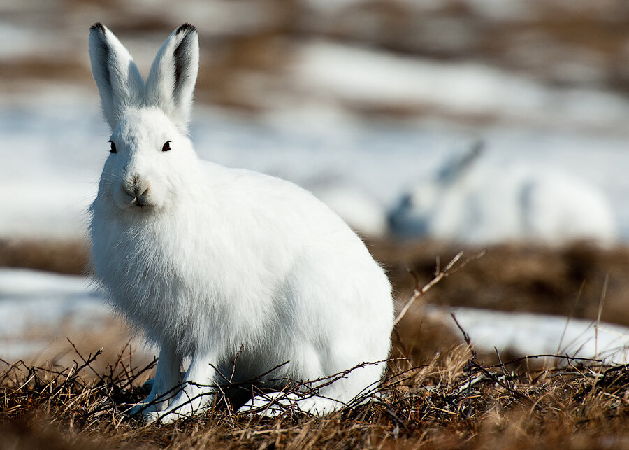 Яндекс.Картинки