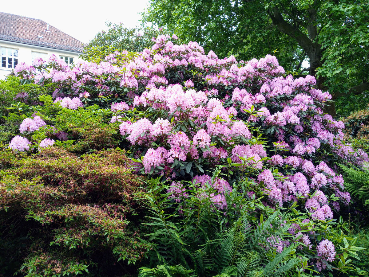 Май это время рододендронов.