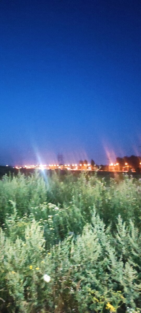 Полынь-трава