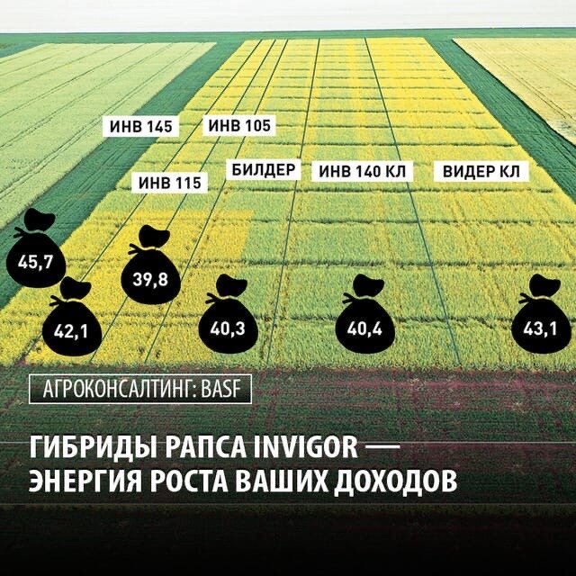 🔹Рапс — культура требовательная к технологии выращивания.