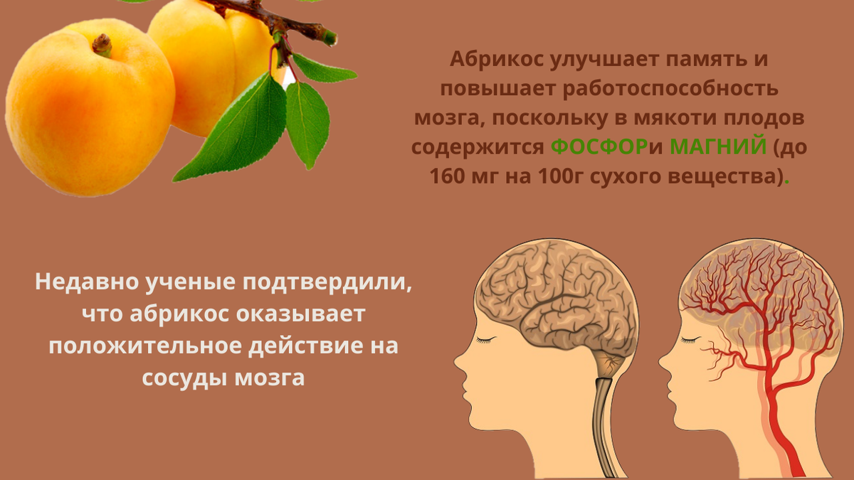 Чем полезен абрикос для организма человека свежий. Название плода абрикоса.