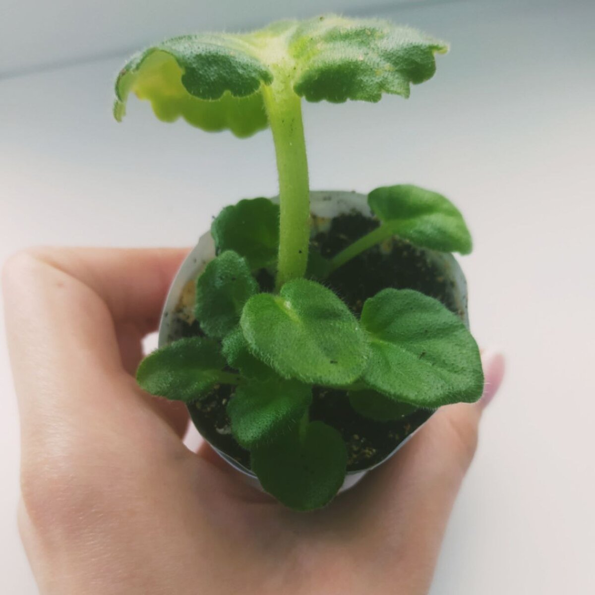 Фото: Записки Веточки