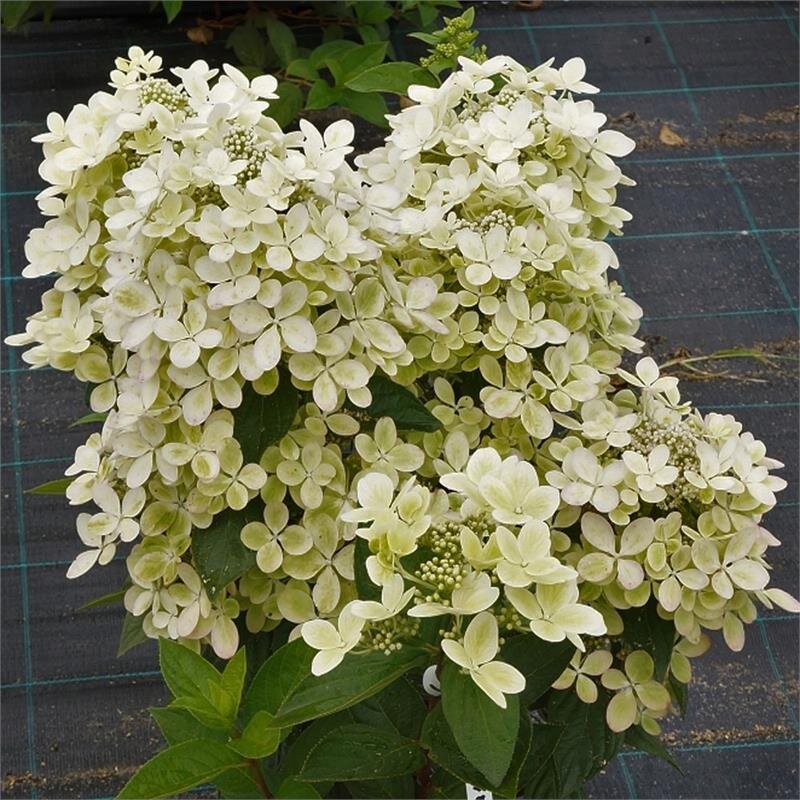 Hydrangea paniculata Pastelgreen