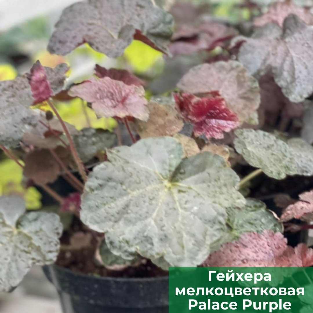 Гейхера мелкоцветковая Palace Purple